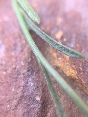 Erigeron arenarioides