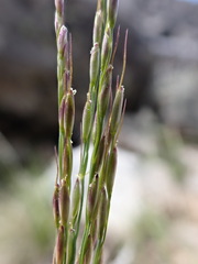 Piptatheropsis exigua