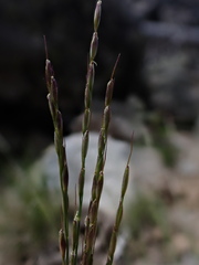 Piptatheropsis exigua