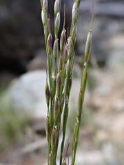 Piptatheropsis exigua