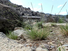 Piptatheropsis exigua