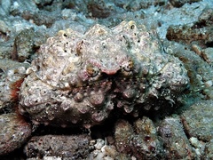 Calappa gallus