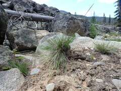 Piptatheropsis exigua