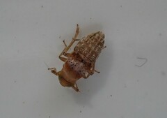 Conomelus anceps