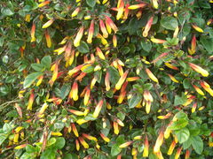 Justicia floribunda