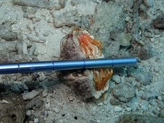Calappa gallus