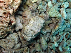 Calappa gallus