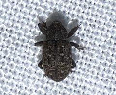 Apteromechus