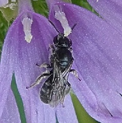 Hemihalictus