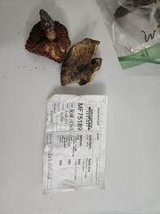 Cortinarius luhmannii