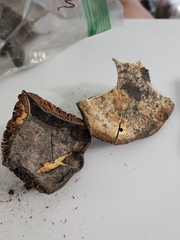 Cortinarius luhmannii