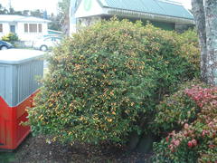 Justicia floribunda