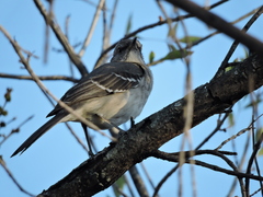 Mimus polyglottos