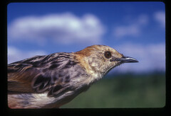 Cisticola robustus