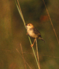 Cisticola robustus