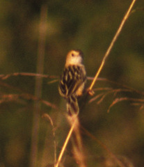 Cisticola robustus