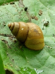 Simpulopsidae