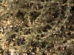 Acanthophora spicifera