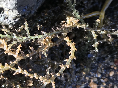 Acanthophora spicifera