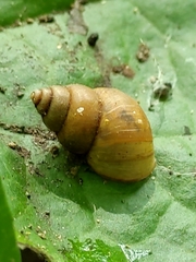 Simpulopsidae