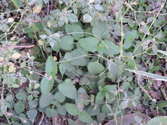 Stachys drummondii