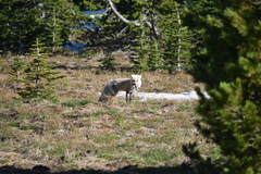 Vulpes vulpes cascadensis