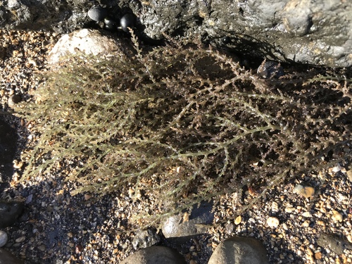 Acanthophora spicifera observed 2018-07-09