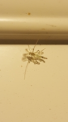 Stenochironomus hilaris
