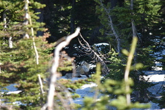 Vulpes vulpes cascadensis