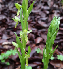 Platanthera brevifolia