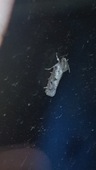 Acrolophus popeanella