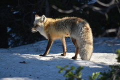 Vulpes vulpes cascadensis