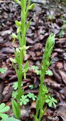 Platanthera brevifolia