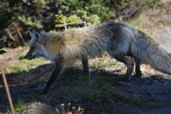 Vulpes vulpes cascadensis