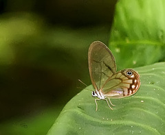 Haetera piera