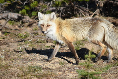 Vulpes vulpes cascadensis