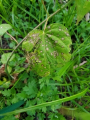 Pseudomonas cichorii
