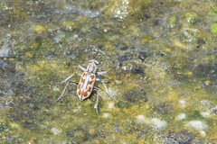 Ellipsoptera macra