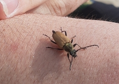 Trigonarthris subpubescens