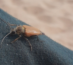 Trigonarthris subpubescens