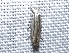 Polyhymno luteostrigella