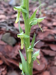 Platanthera brevifolia