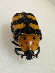 Euphoria fascifera