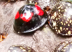 Coccinellidae