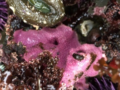 Stylantheca papillosa