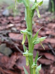 Platanthera brevifolia