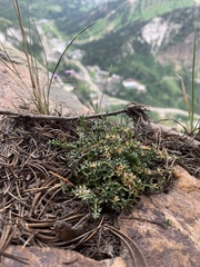 Cymopterus hendersonii