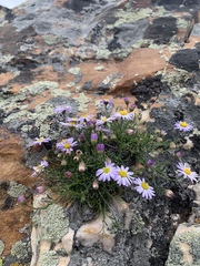 Erigeron arenarioides