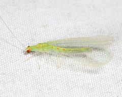 Chrysopa quadripunctata