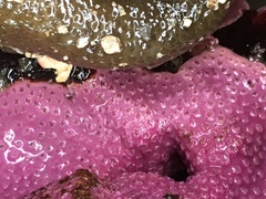 Stylantheca papillosa